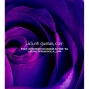 Annual Report (Purple)